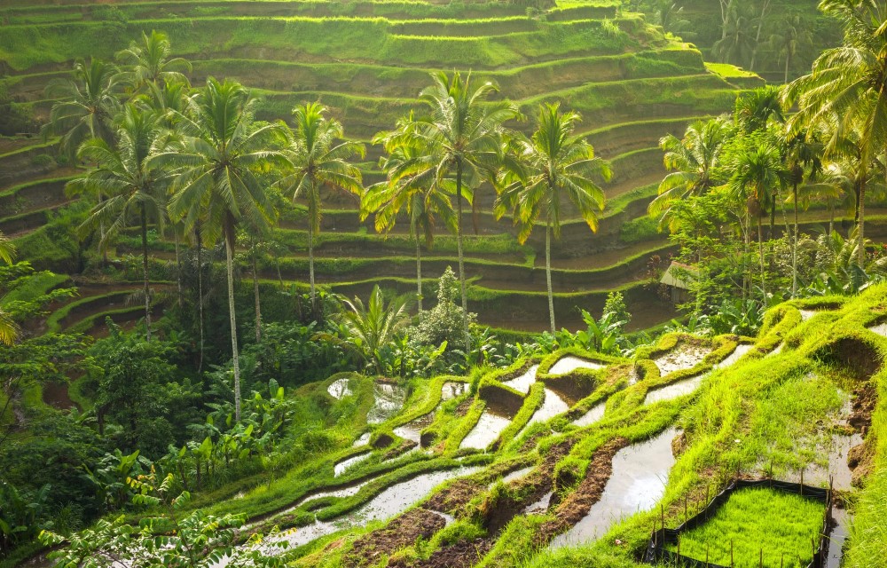 Tegalalang Rice Terrace in Kecamatan Ubud Pictures